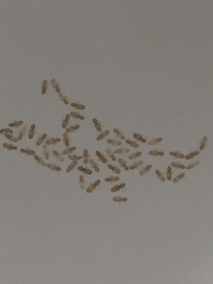 最近廚房出現很多小白蟲，這是白蟻？？