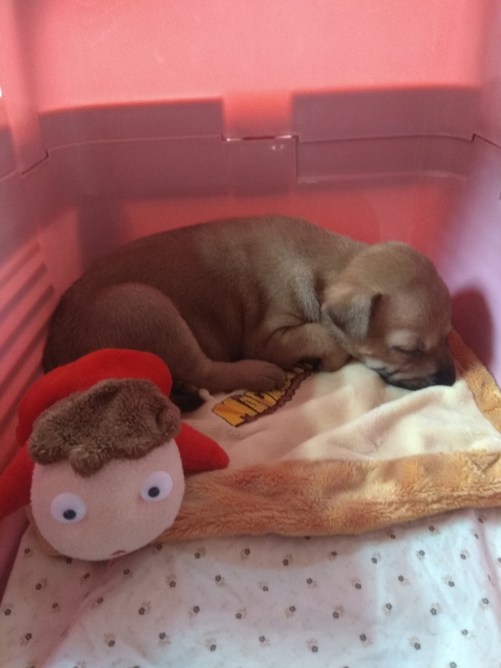 送養幼犬！急需幫忙~(台北)已尋獲收養人，感謝大家關心