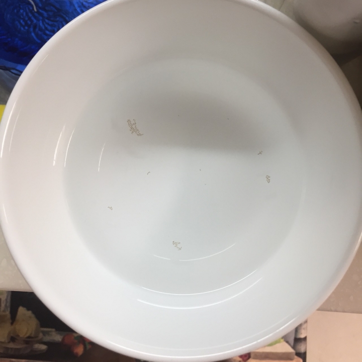 最近廚房出現很多小白蟲，這是白蟻？？