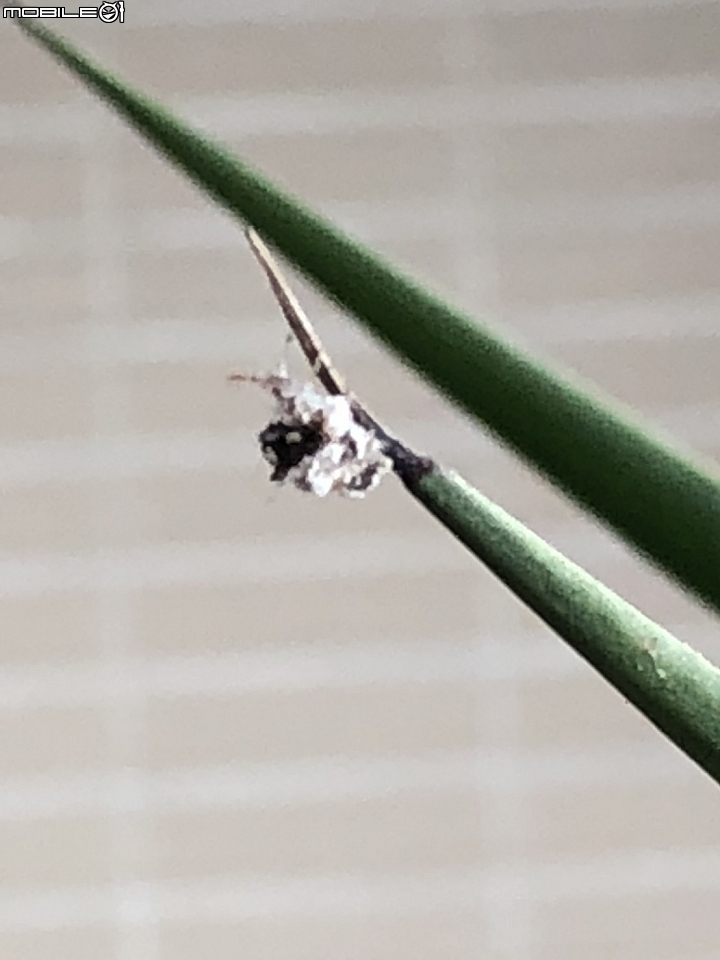 請問這是甚麼蟲？