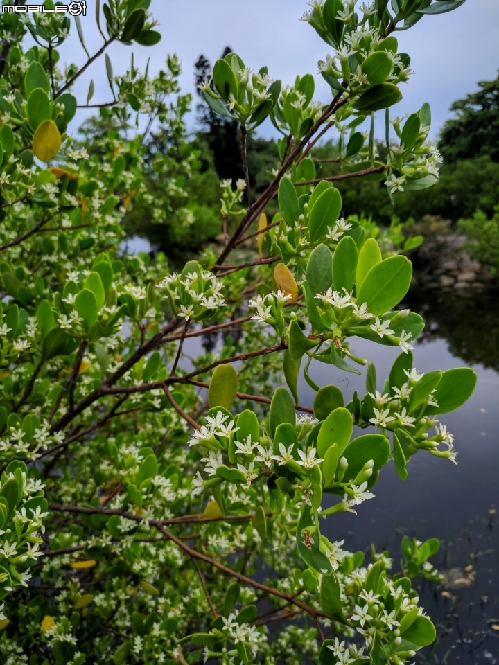 欖李花 台南市安南區四草親水公園 06/24