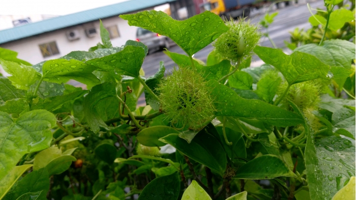 這種籐蔓可栽種嗎?花很特殊。