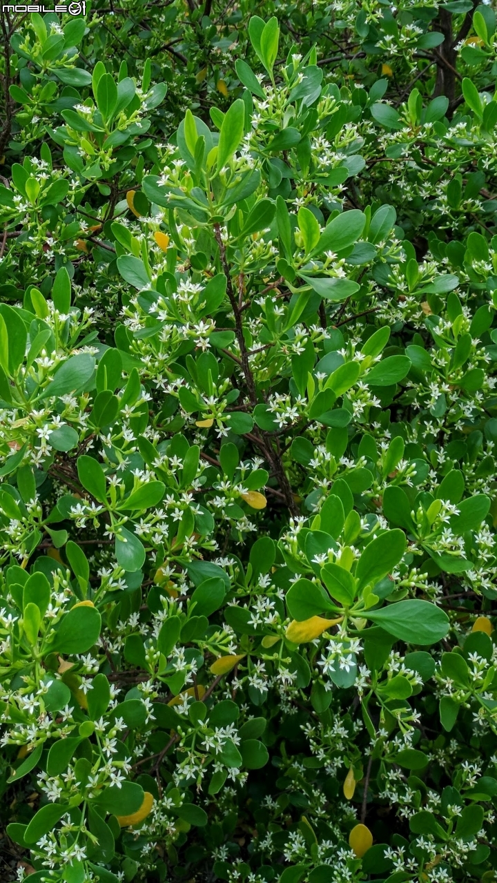欖李花 台南市安南區四草親水公園 06/24