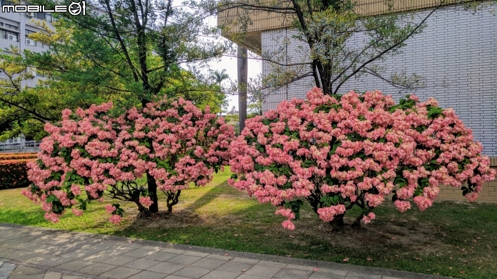 粉葉金花 國立屏東大學民生校區 06/10