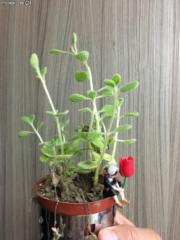 這是什麼植物..如果要放浴室當擺飾要怎麼讓它活久一點？