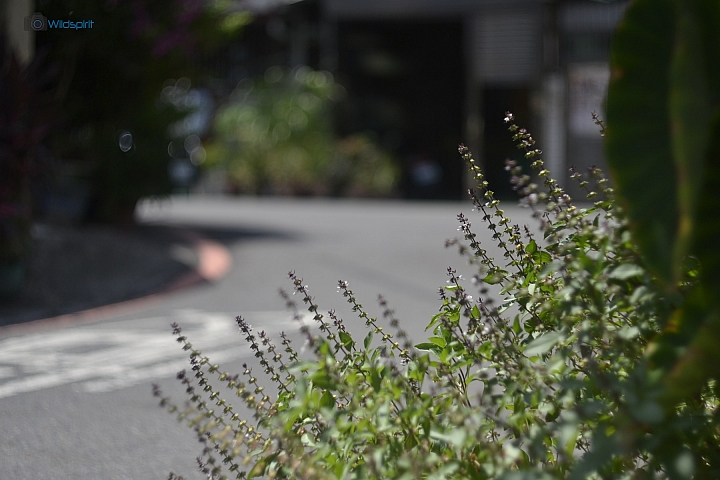 40年NIKON用八羽怪【Helios-81M 53mm f/2】