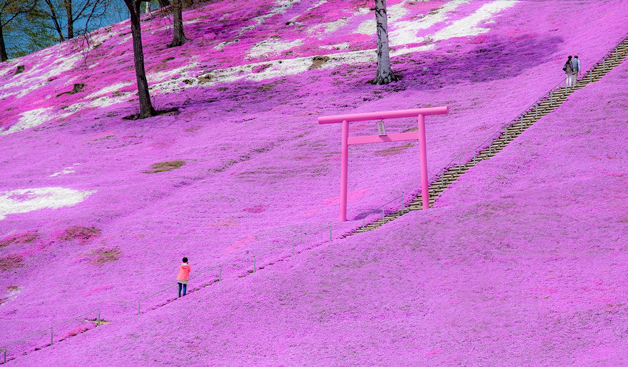 D850+24-120和道東芝櫻有個約會