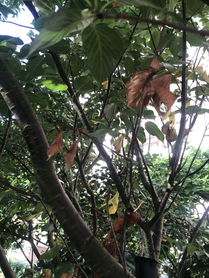 請教櫻花樹怎麼了？謝謝！