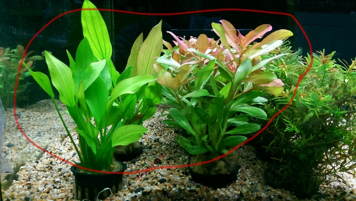 請問這2種水草名稱叫什麼？
