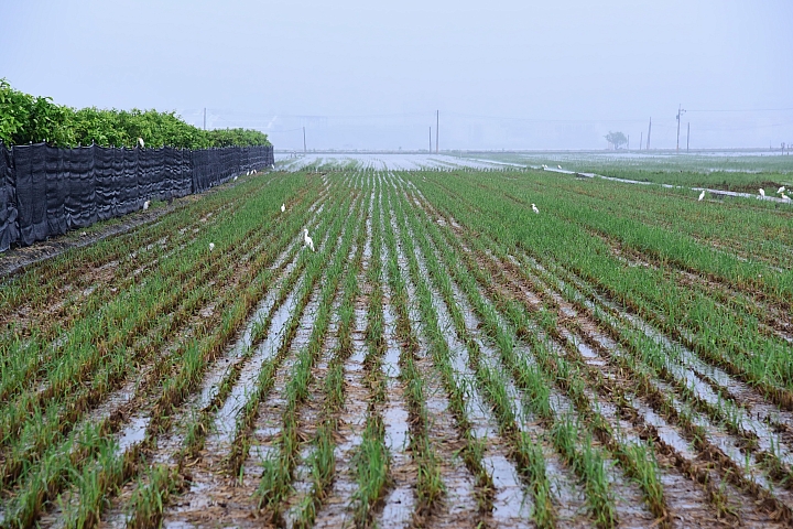 雨砲拍雨中的黑腹燕鷗，雨中的浪漫像下雪，實在迷人！