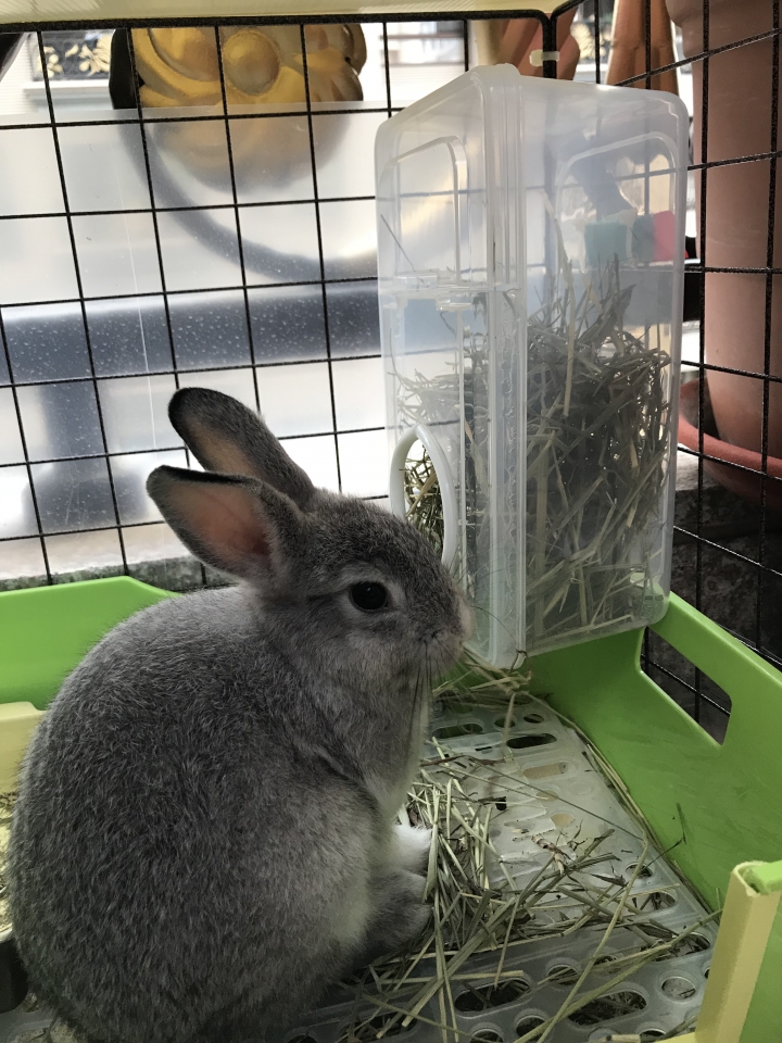 兔子牧草架DIY