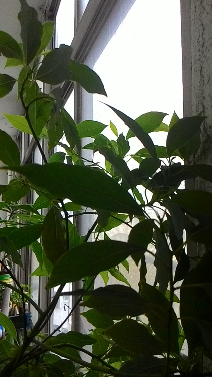 請問這是什麼植物?