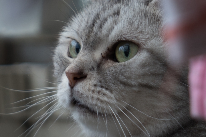 Sony 24-70mm F2.8 GM feat. A9 / A7RIII 大量70mm f2.8實拍照測試與心得