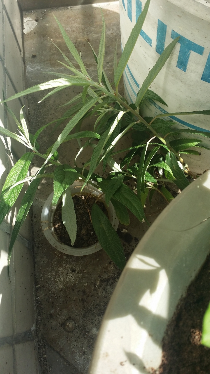請問植物名稱??