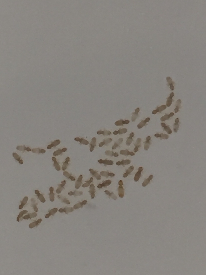 最近廚房出現很多小白蟲，這是白蟻？？