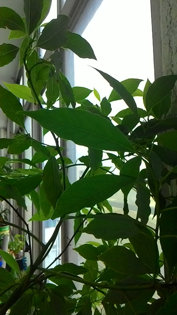 請問這是什麼植物?
