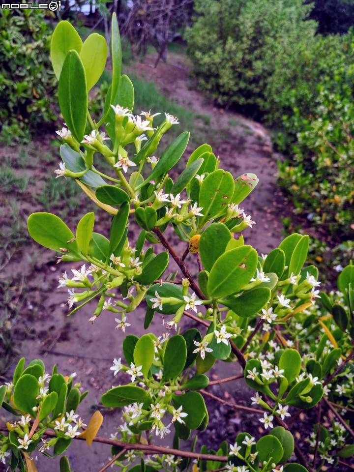 欖李花 台南市安南區四草親水公園 06/24