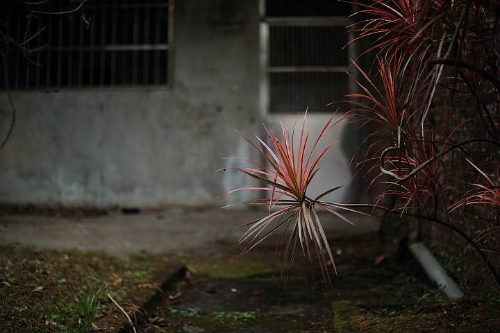 YONGNUO 50mm f/1.4 II二代開箱測試