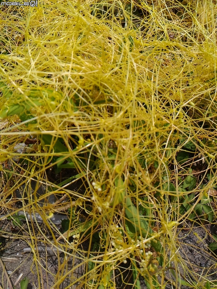 黃色的爬藤類植物?