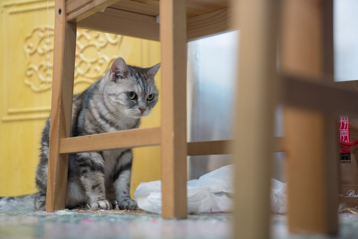 Sony 24-70mm F2.8 GM feat. A9 / A7RIII 大量70mm f2.8實拍照測試與心得