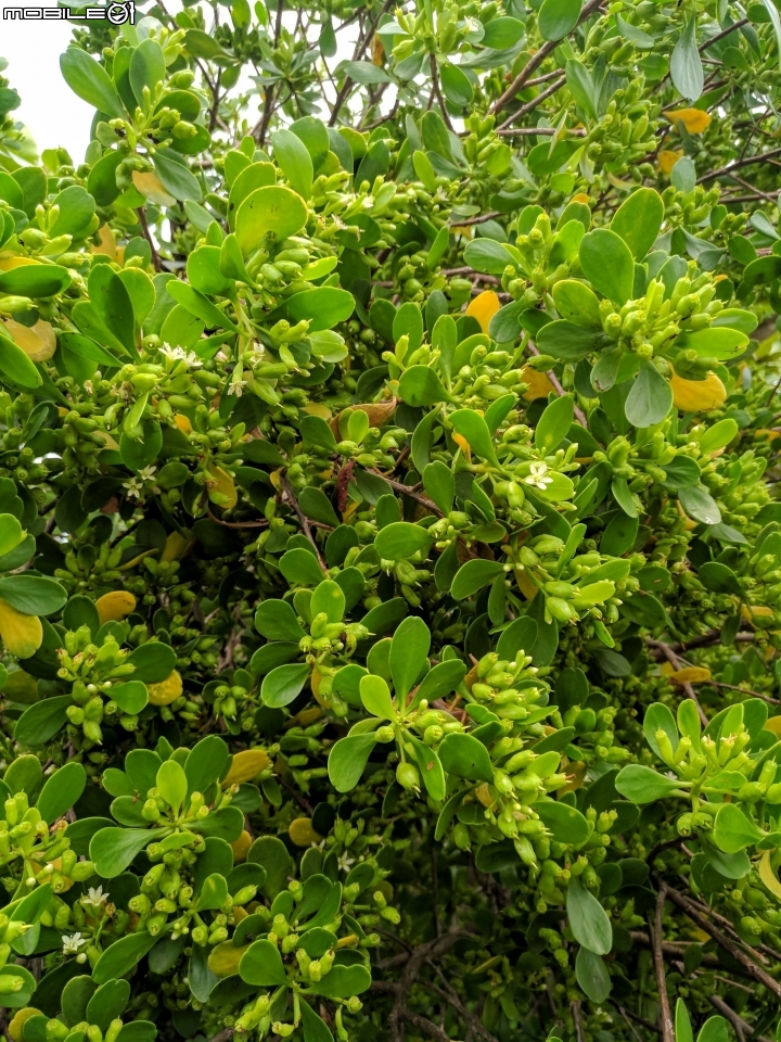 欖李花 台南市安南區四草親水公園 06/24