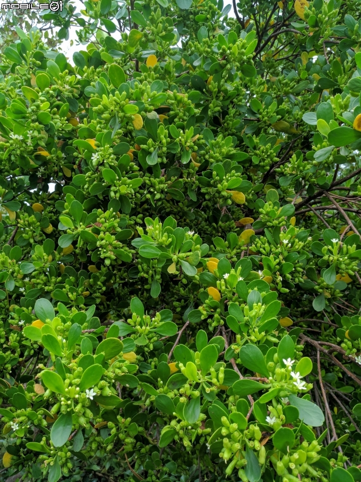 欖李花 台南市安南區四草親水公園 06/24