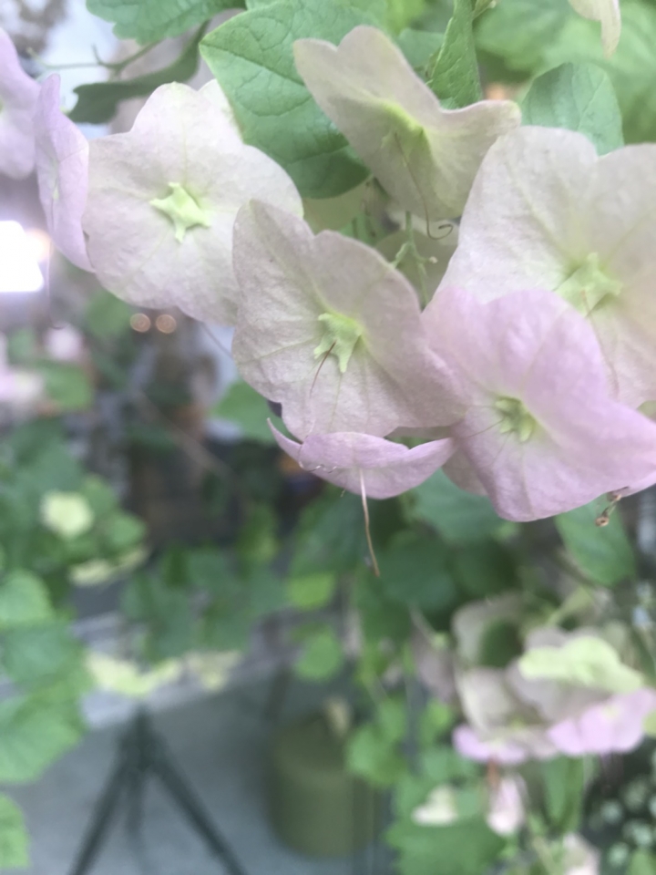 請問這是甚麼花?