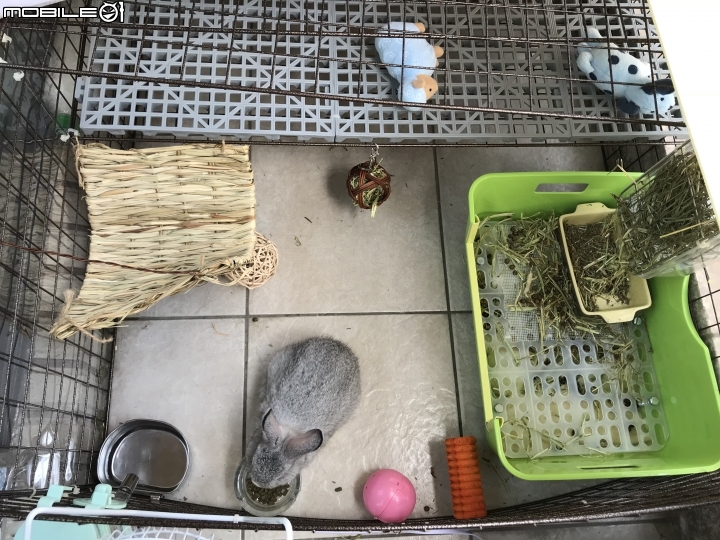 兔子便盆DlY