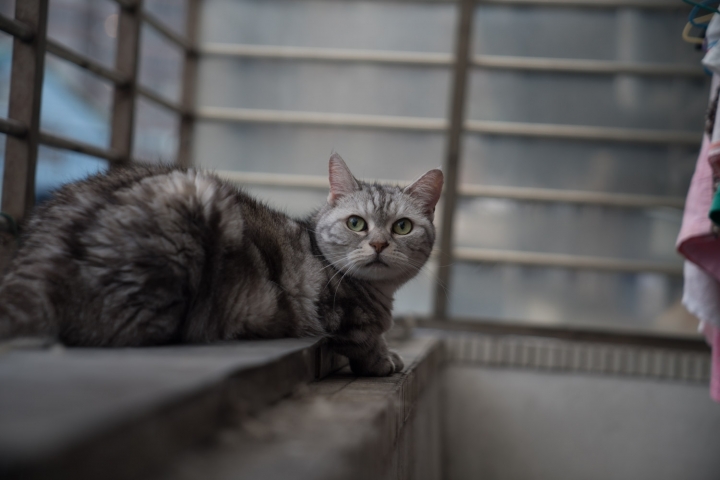 Sony 24-70mm F2.8 GM feat. A9 / A7RIII 大量70mm f2.8實拍照測試與心得