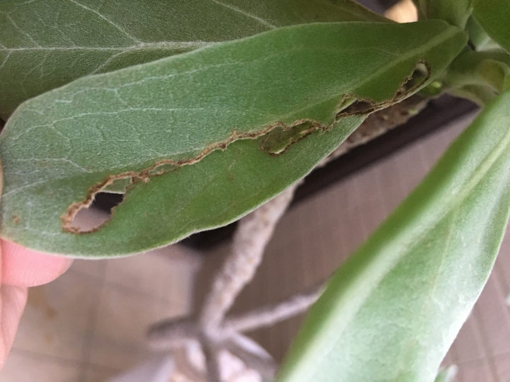 我的白水木與瑪格麗特這樣子正常嗎？