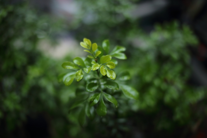 YONGNUO 50mm f/1.4 II二代開箱測試