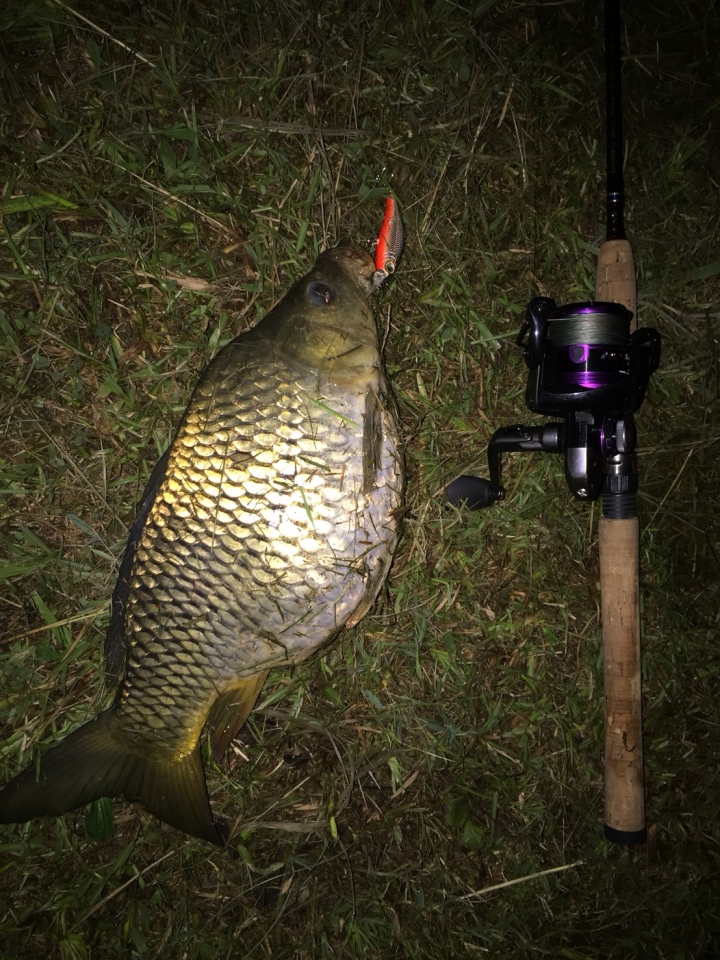 鯉魚也會追假餌??