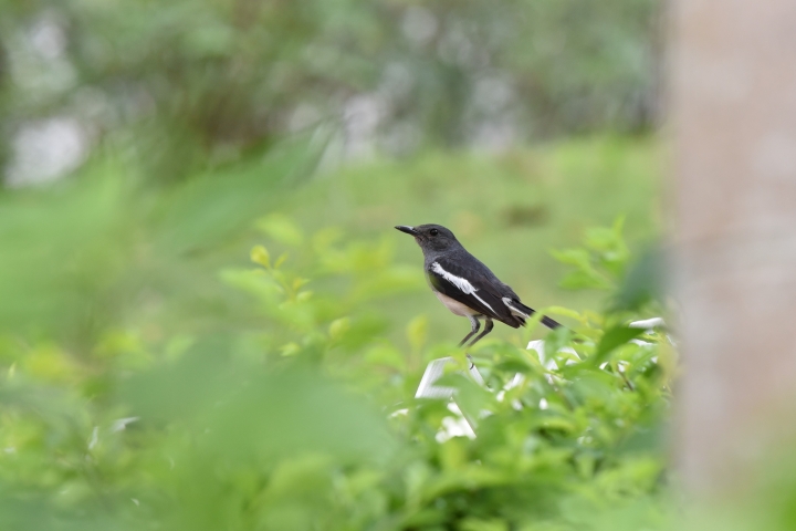 Tamron 70 200 2.8G2新鏡試影