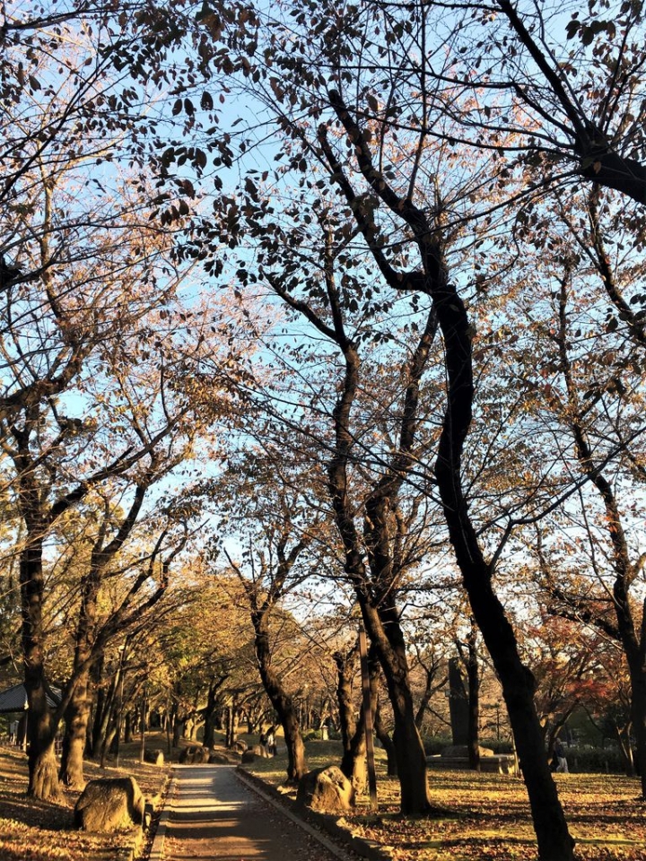 ＜日本＞2017放風行DAY5~荒川線梶原、飛鳥山公園、拍電車、木樂樂