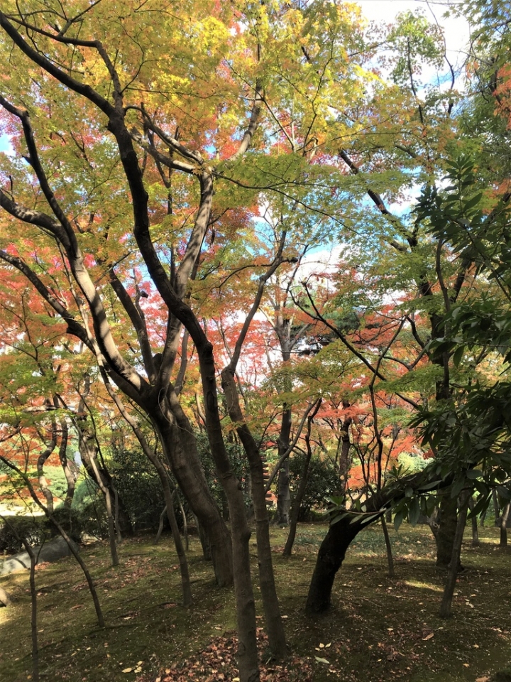 ＜日本＞2017放風行DAY5~荒川線早稻田大學和三之輪橋的當地生活感