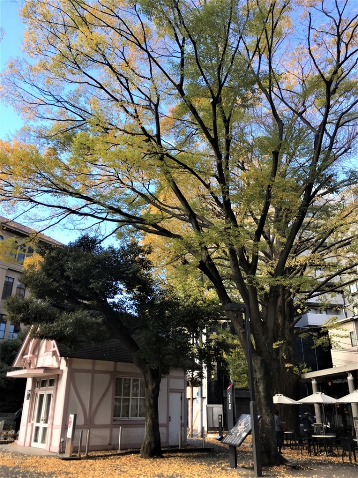 ＜日本＞2017放風行DAY5~荒川線早稻田大學和三之輪橋的當地生活感