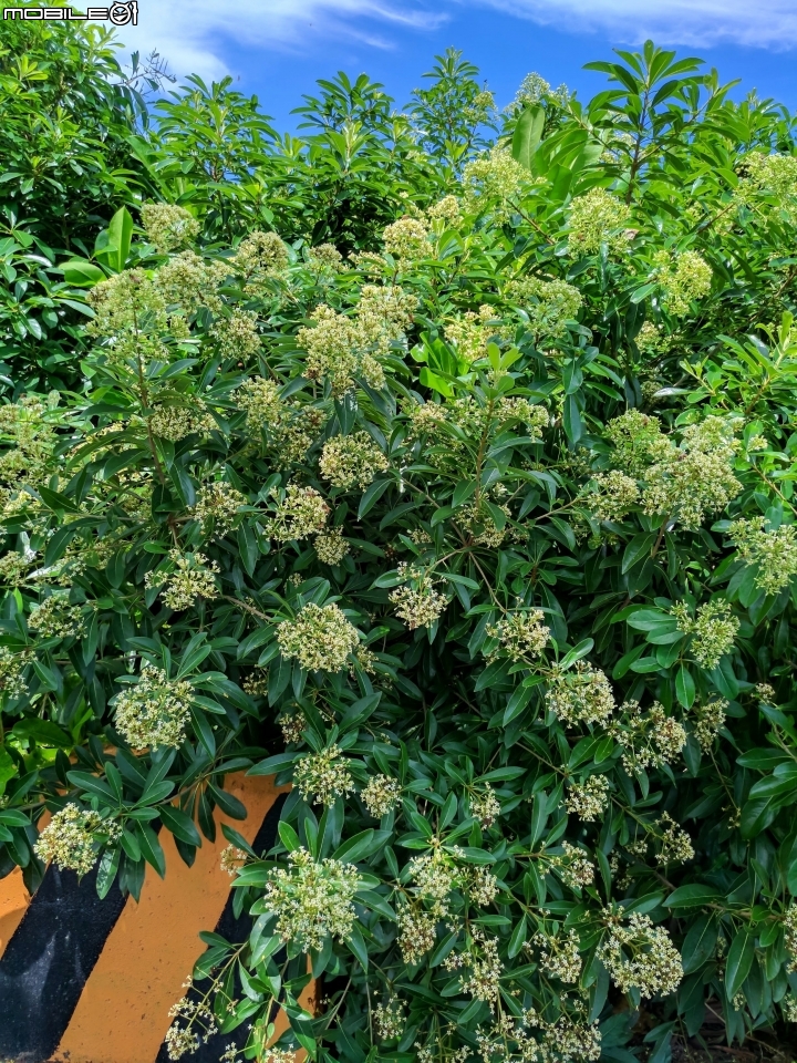 台灣海桐 台南市安南區台江國家公園管理處 07/15