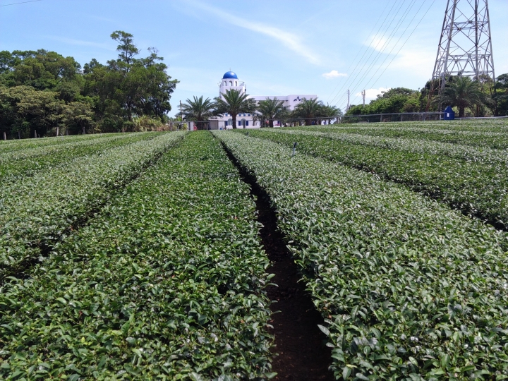 不願高山，不甘平地，但求丘陵 楊新湖的柿茶稻