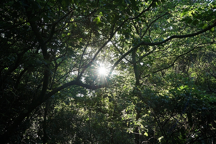 Batis 25mm/f2 使用2個月以來的心得