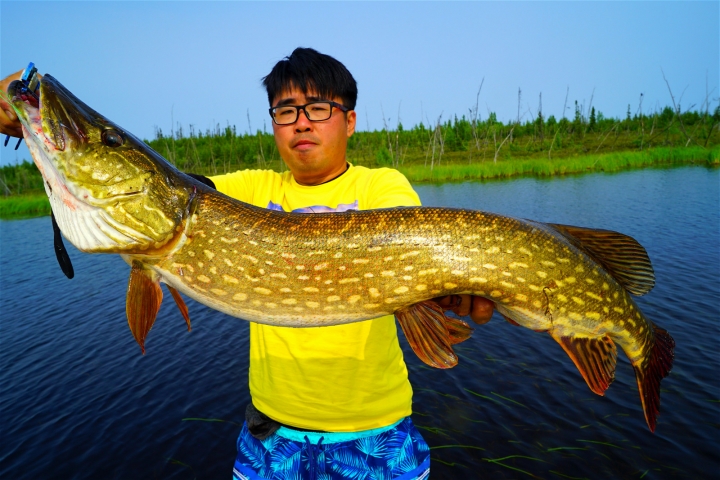 [Go Session5 + Go Pro Hero4]  加拿大米級怪物狗魚行程