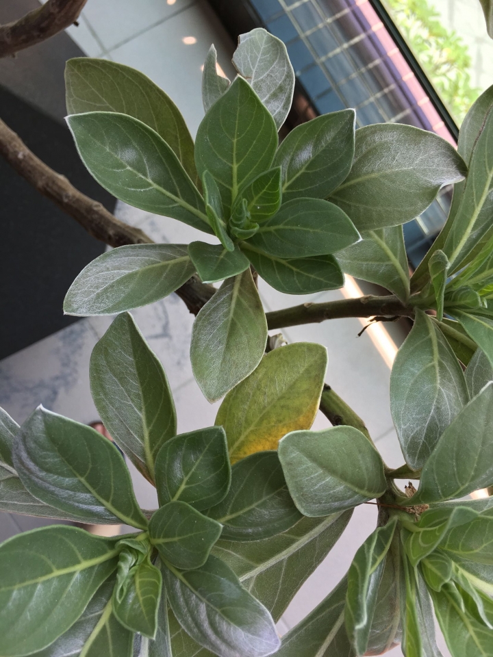 白水木每天總有三四片黃葉是正常的嗎