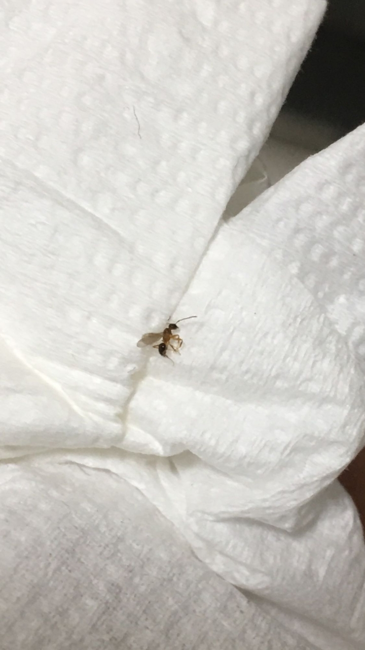 請問這隻是什麼呢？