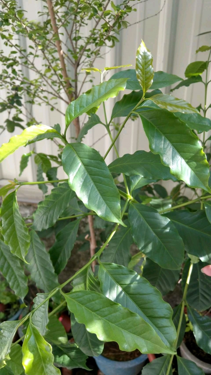 請問這是什麼植物？
