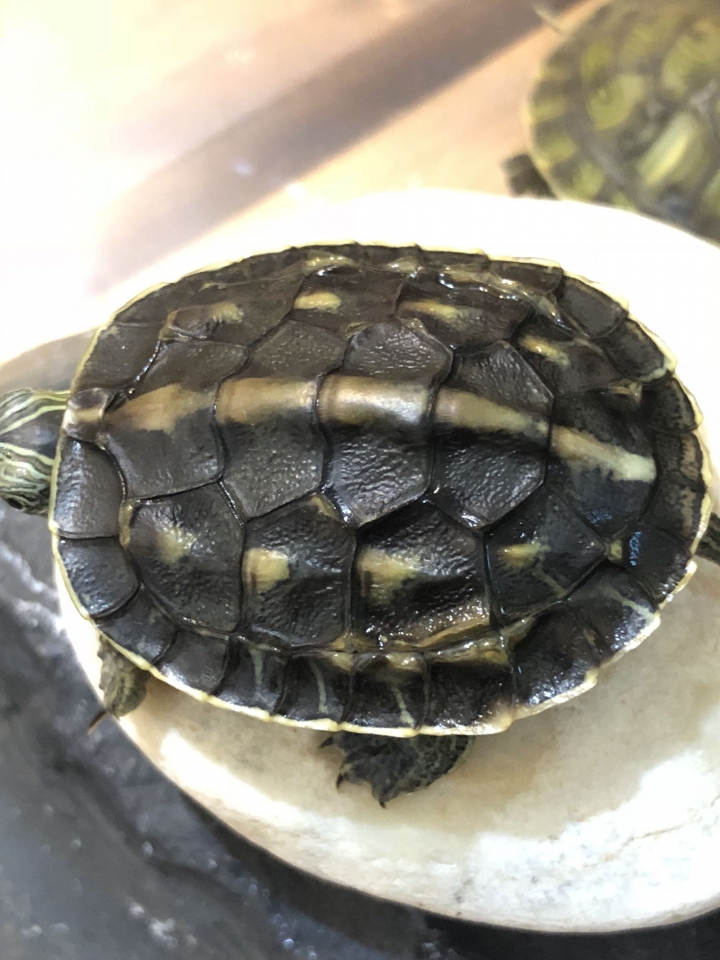 我的烏龜🐢怎麼了？是否生病？請教專業的大家！謝謝