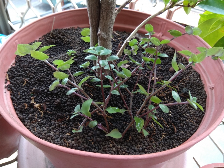 請問這是藤蔓類的植物嗎？