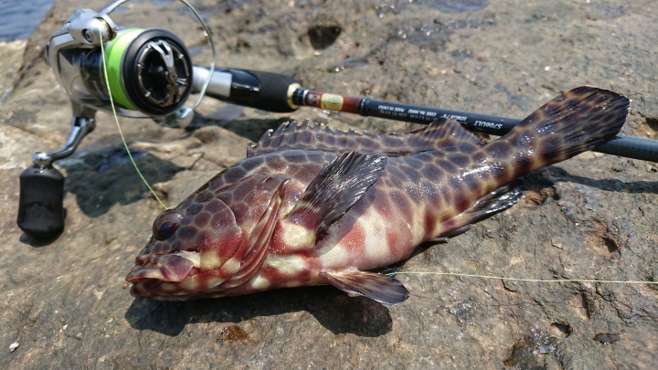 淘寶便宜假餌測試!萬里海岸根魚釣!(內有影片)
