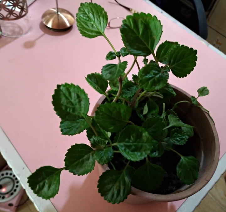 不知名植物求教
