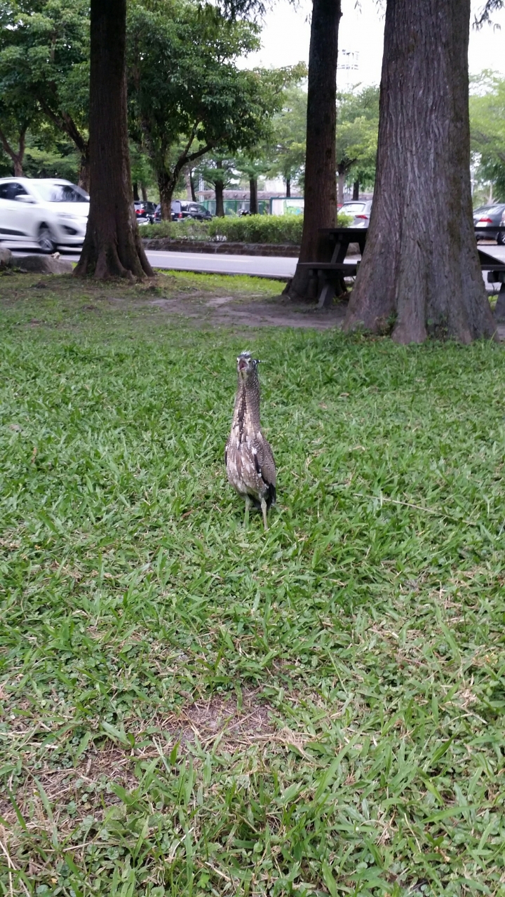 請問這是什麼鳥呢??