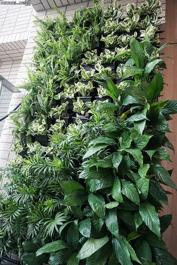 【開箱】陽台綠化第二彈,綠牆施工實訪