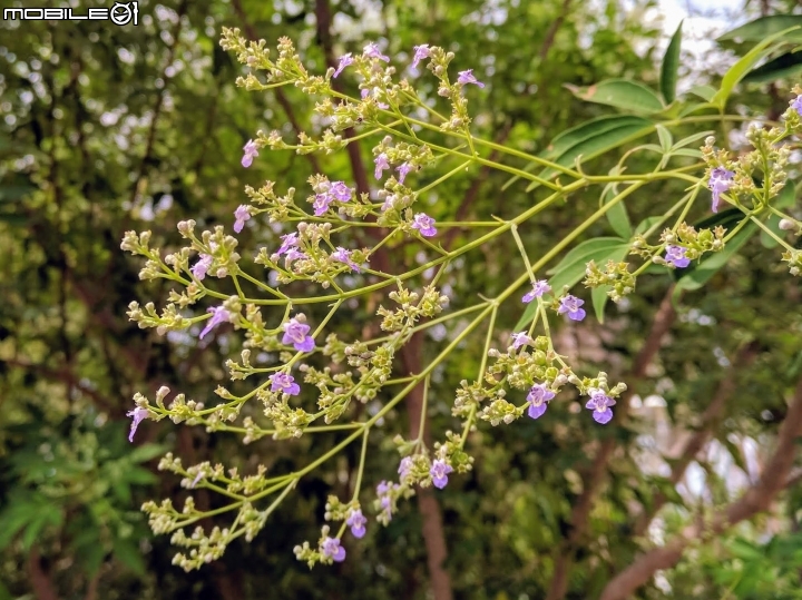 黃荊 台南市永康區永康公園 07/08